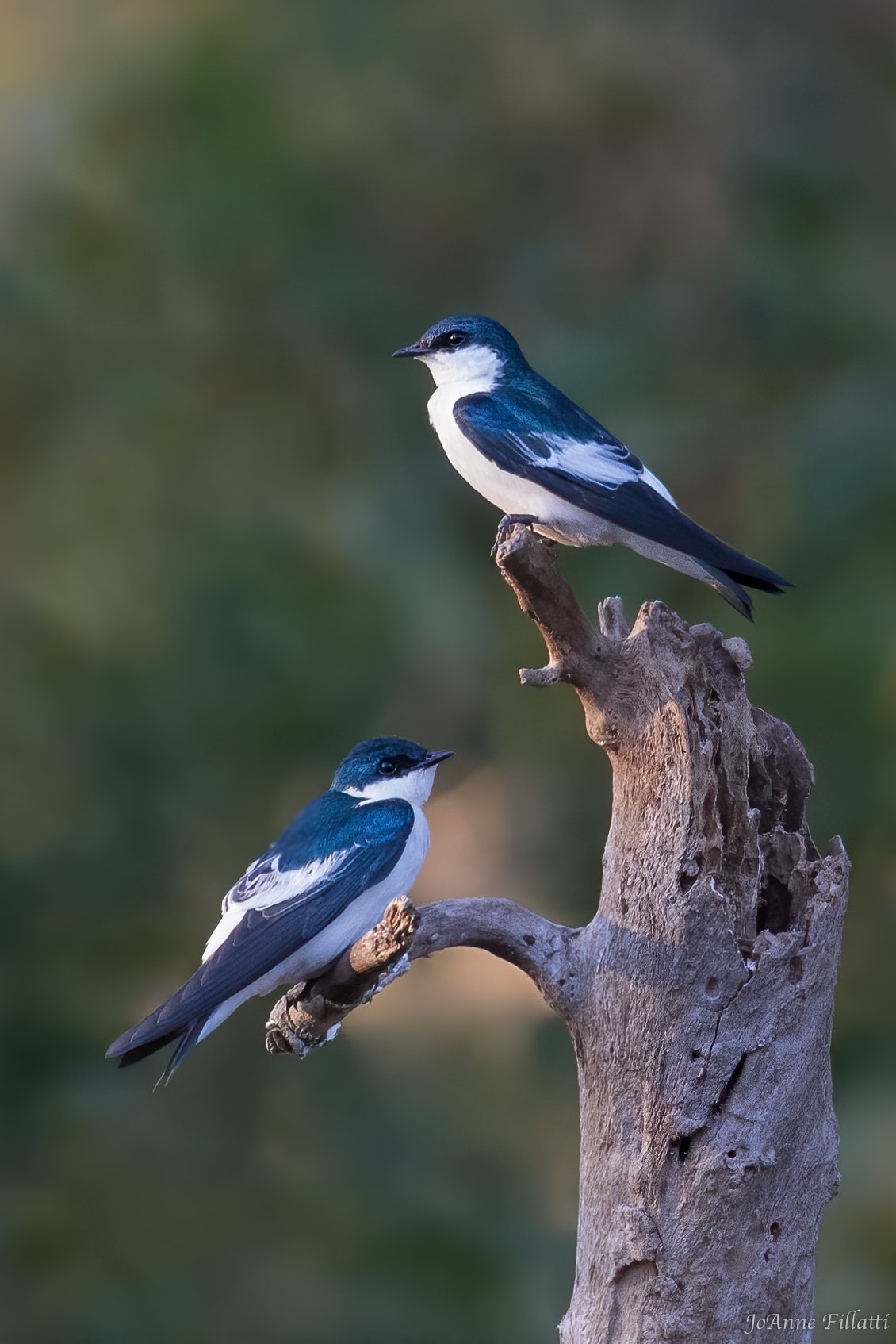 bird of brazil image 15